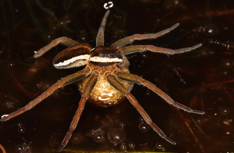 Gerandete Jagdspinne (Dolomedes fimbriatus) - © Christian Komposch